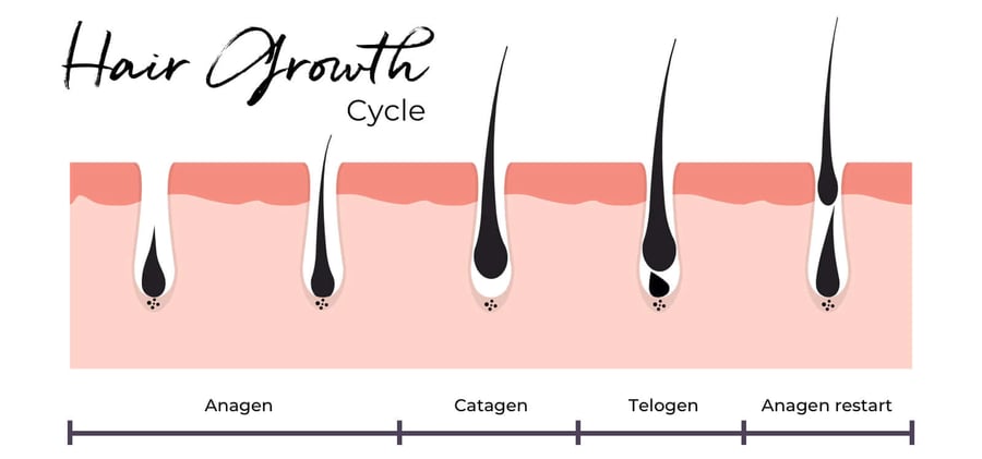 The hair growth cycle: anagen, catagen, telogen